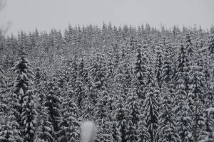 Фото дня: в мережі опублікували фото зимового карпатського лісу (ФОТО)