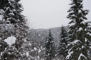 Фото дня: в мережі опублікували фото зимового карпатського лісу (ФОТО)
