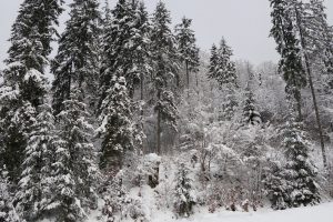 Фото дня: в мережі опублікували світлини зимового карпатського лісу (ФОТО)