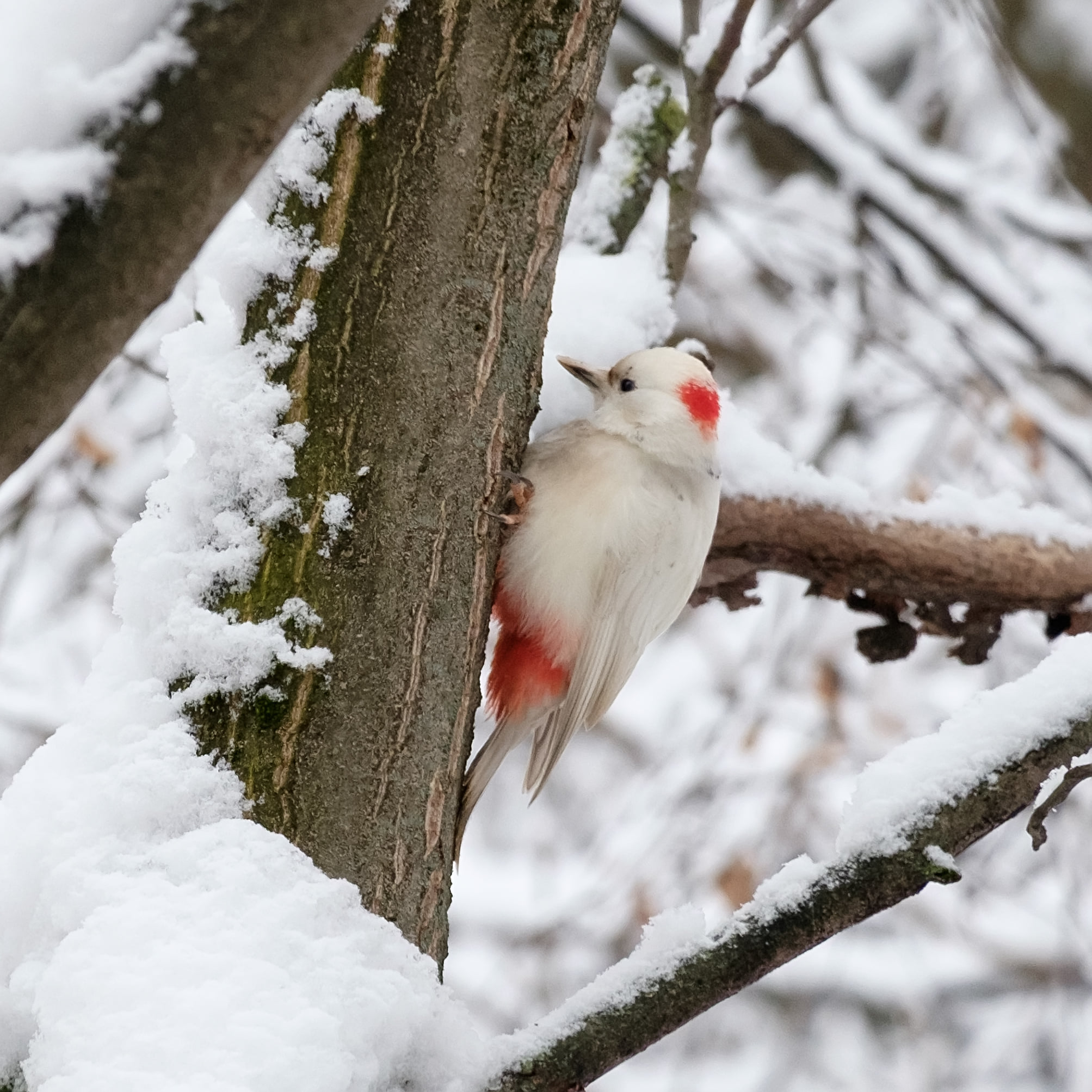 В Ужгороді помітили рідкісного птаха альбіноса (ФОТО)