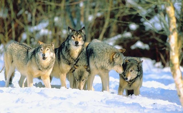 Голод чи помста хижаків: на Закарпатті зграя вовків тероризує ціле село (ВІДЕО)