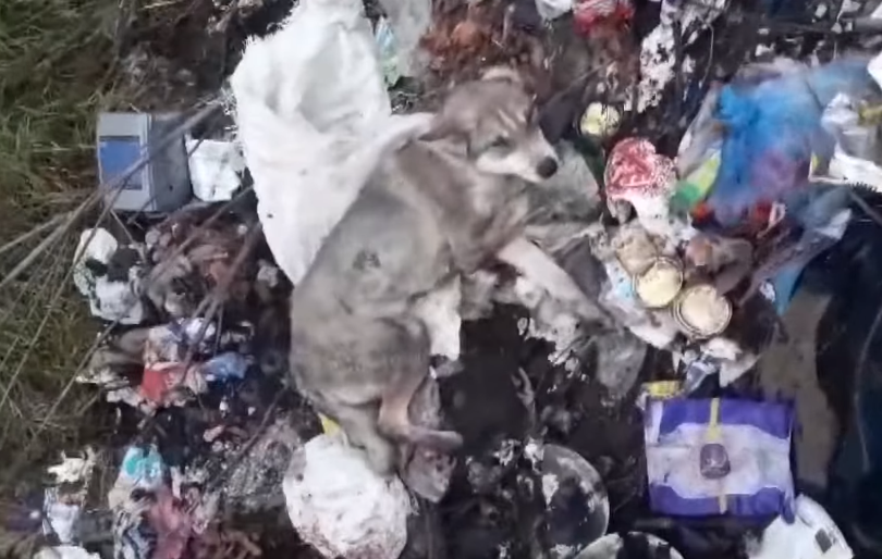"Бий ще!": підлітки-душогуби катували собаку у мішку і знімали її страждання на відео (ВІДЕО)