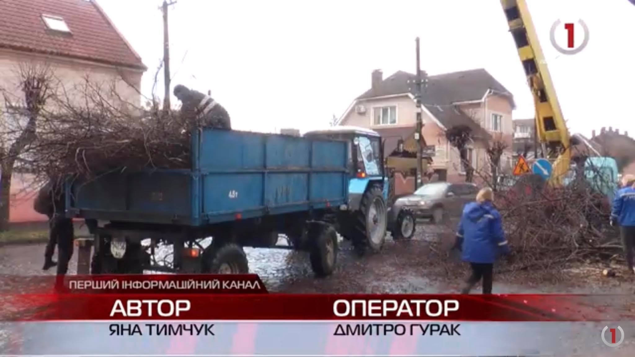 Зелені насадження: комунальники Мукачева здійснюють планову обрізку аварійних дерев (ВІДЕО)