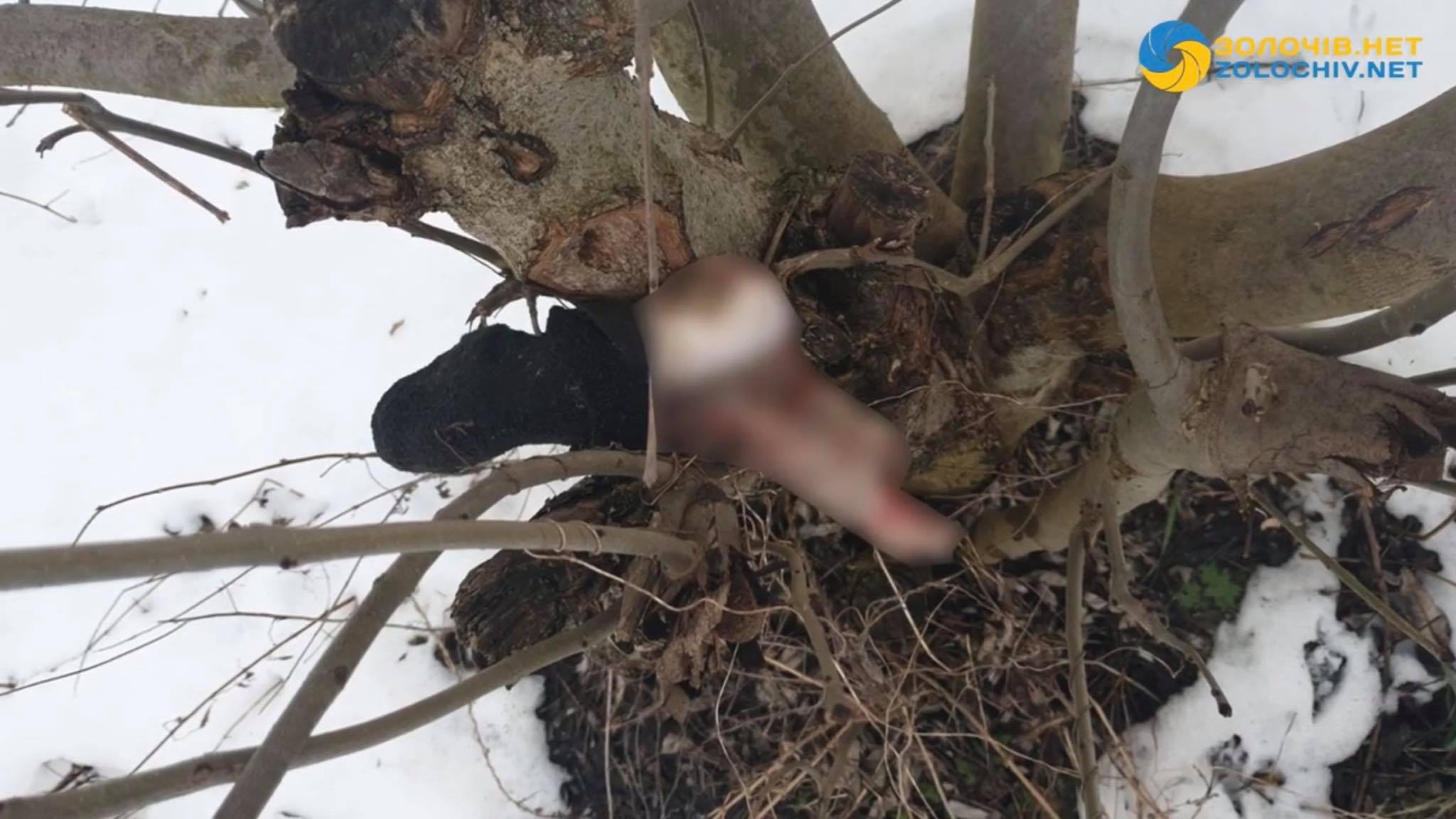 На Львівщині собака приніс людську ногу: шукають тіло (ВІДЕО)