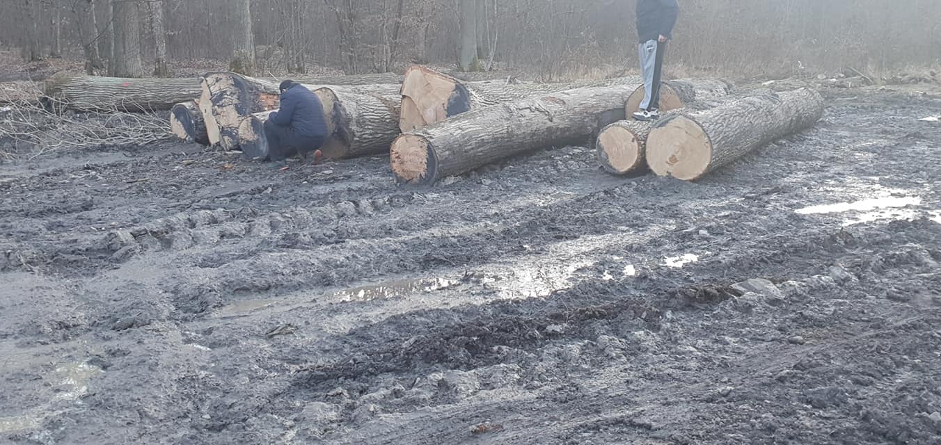 На Берегівщині активісти виявили незаконну вирубку лісу (ФОТО, ВІДЕО)
