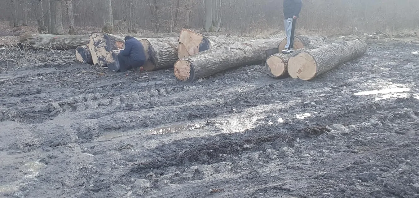 На Берегівщині активісти виявили незаконну вирубку лісу (ФОТО, ВІДЕО)