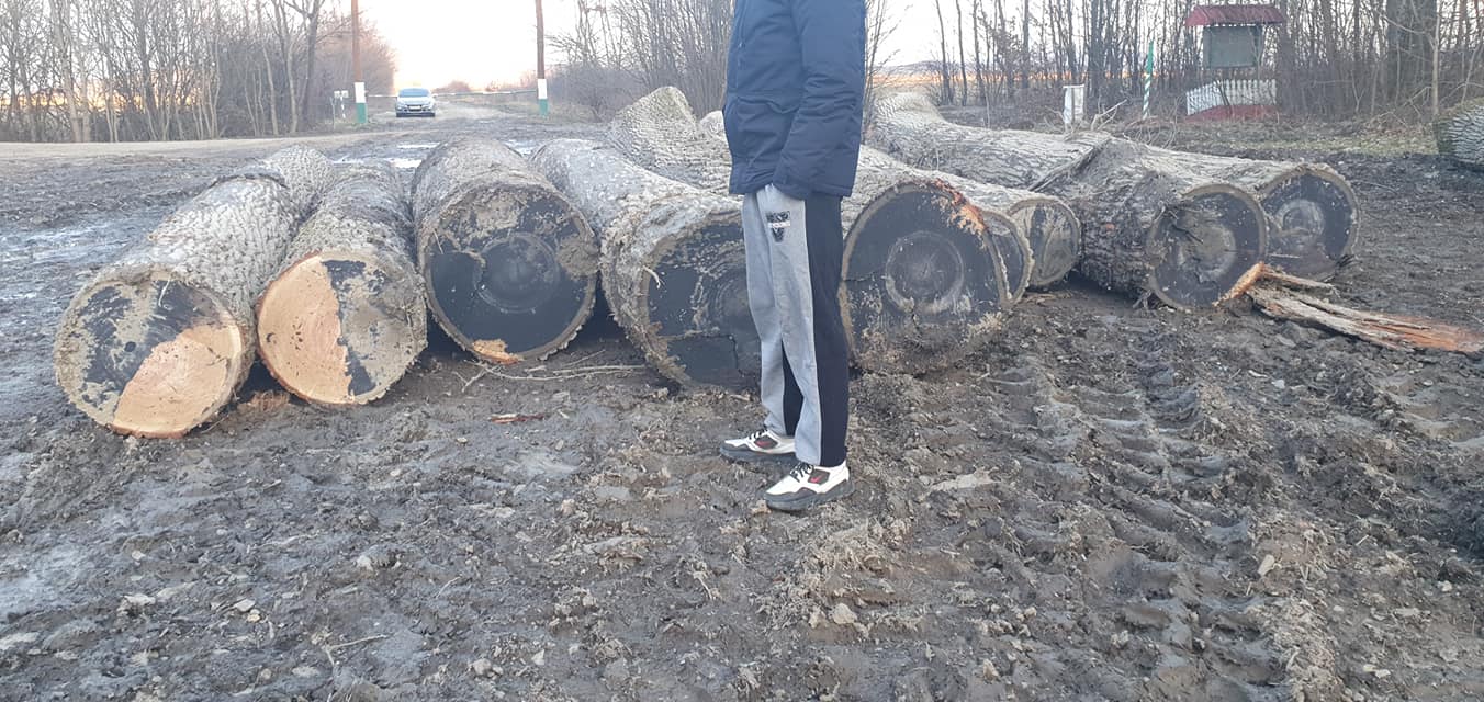 На Берегівщині активісти виявили незаконну вирубку лісу (ФОТО, ВІДЕО)