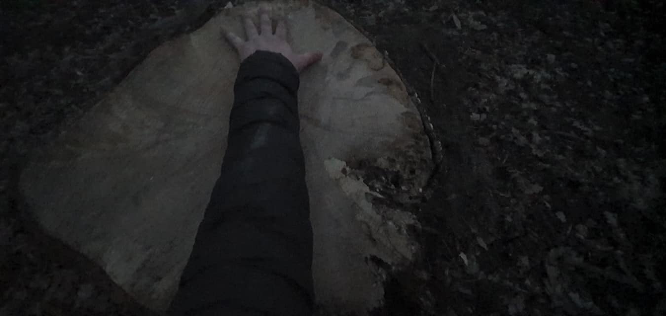 На Берегівщині активісти виявили незаконну вирубку лісу (ФОТО, ВІДЕО)