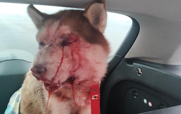 На Одещині вчинили самосуд над живодером, який жорстоко побив свого собаку  (відео 18+)