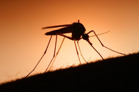На Закарпатті виявили випадки захворювання на малярію