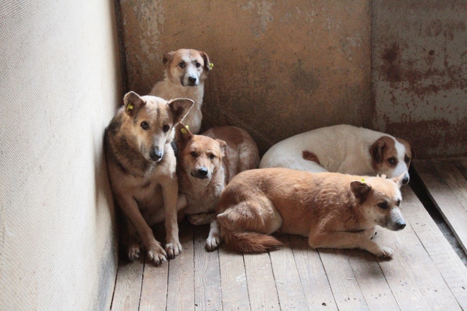 У Сваляві пропонують варіанти розв'язання проблеми з безпритульними собаками