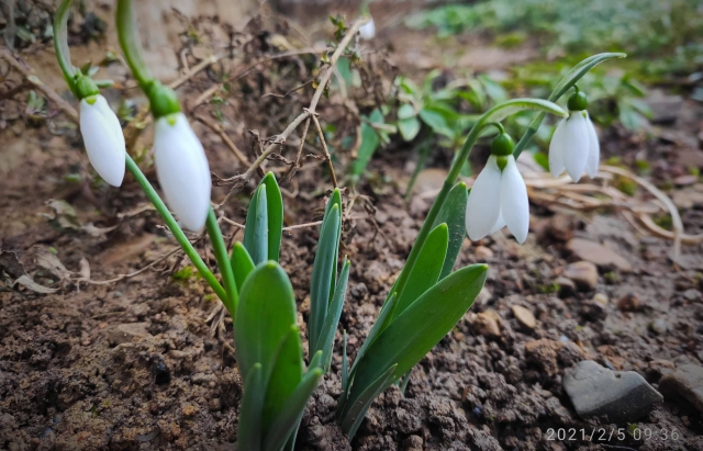 Передвісники весни: на Закарпатті вже цвітуть підсніжники (ФОТО)