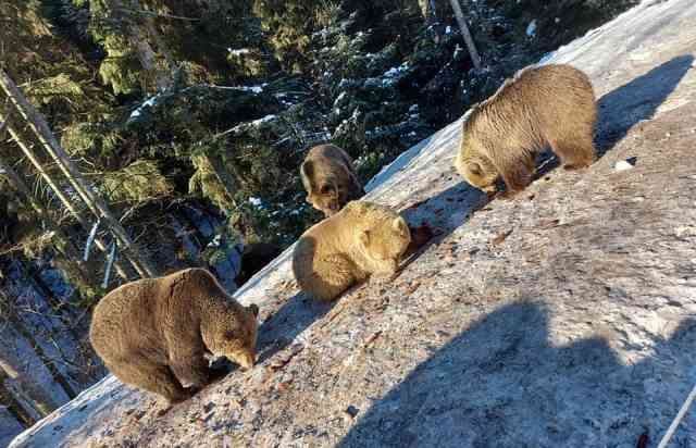 У Синевирі ведмеді почали залягати до зимового сну (ФОТО)