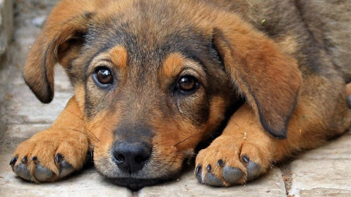 Жорстоко вбивав та їв собак: в Житомирській області шкуродера відпустили під домашній арешт