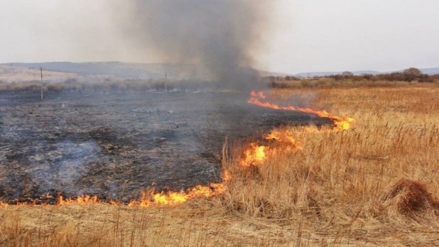 У Мукачеві знову палали поля: рятувальники закликають закарпатців не спалювати сухостій (ВІДЕО)