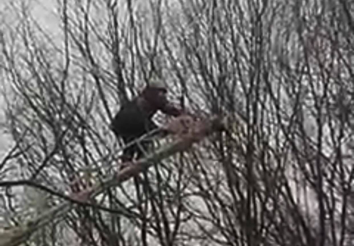У Мукачеві рятували кота, який майже добу висів на дереві (ВІДЕО)