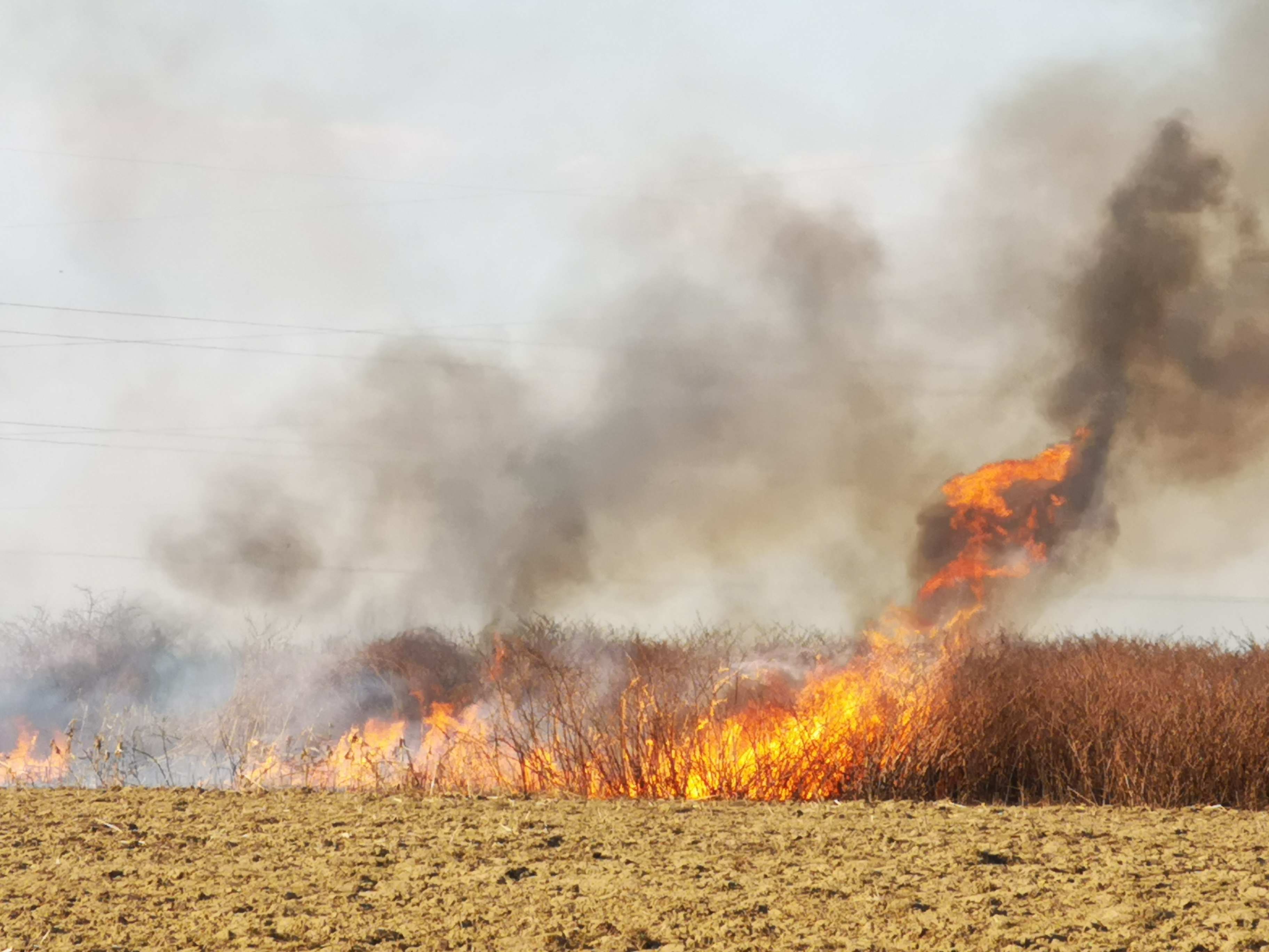 На Мукачівщині палає поле: на місці працюють рятувальники та поліція (ФОТО, ВІДЕО)