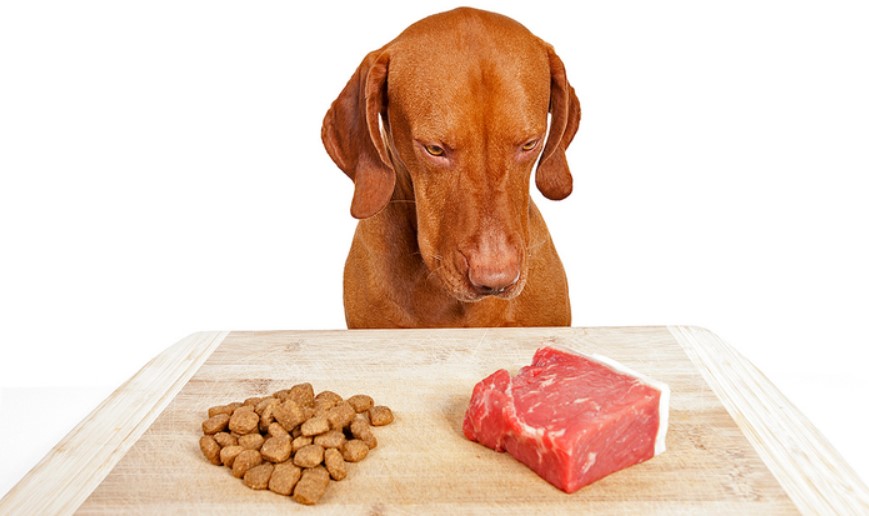 Голодний, як пес: яким повинно бути здорове харчування собаки