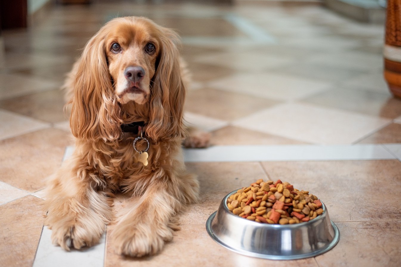 Голодний, як пес: яким повинно бути здорове харчування собаки