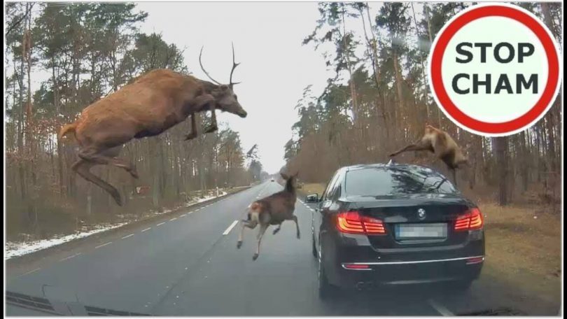 Стрибали просто на авто: BMW врізався у стадо оленів на лісовій дорозі (ВІДЕО)