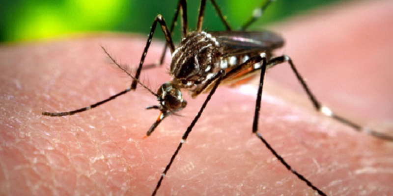 Українка померла від малярії після повернення з Занзібару: симптоми сплутали з ознаками коронавірусу