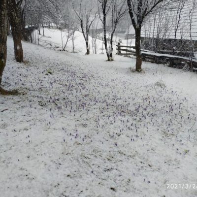 Знову зима: закарпатське село посеред весни засипало снігом (ФОТО)