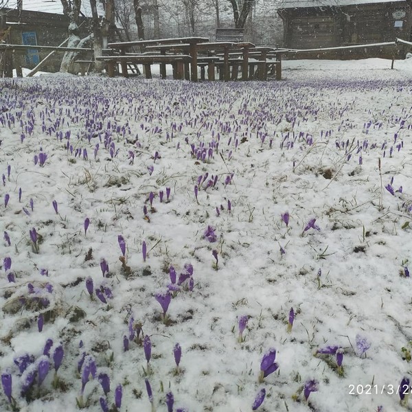 Знову зима: закарпатське село посеред весни засипало снігом (ФОТО)