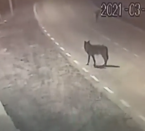 Зафіксували камери спостереження: в одному із сіл на Хустщині вночі вулицями гуляли вовки (ВІДЕО)