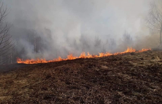 На Іршавщині закарпатець спалив близько гектара лісосмуги: палія притягнуто до відповідальності (ФОТО) 