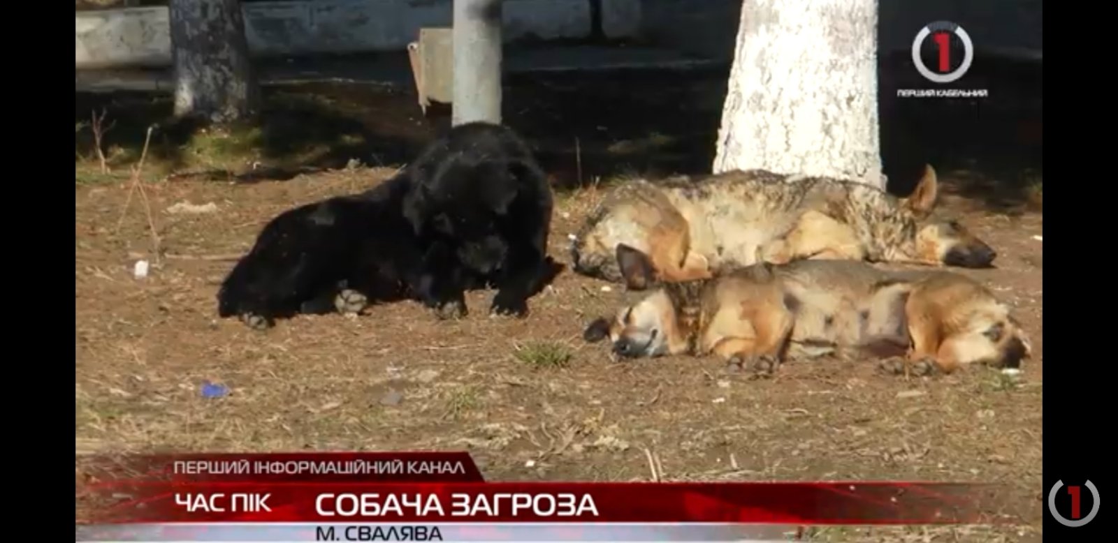 Небезпека для містян: зграї агресивних собак розгулюють вулицями Сваляви (ВІДЕО)