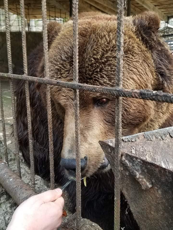 Поповнення: до закарпатського реабілітаційного центру із сусідньої області привезли ведмедя Юру (ФОТО, ВІДЕО)