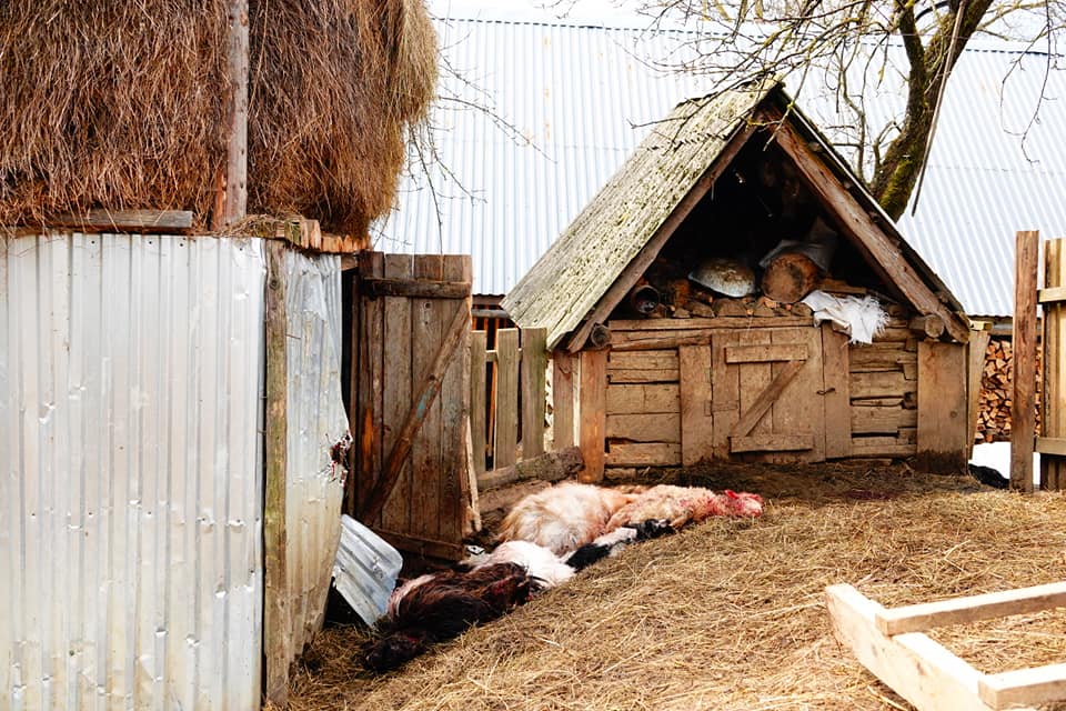 Десятки знекровлених трупів розкидані дворами: на Міжгірщині невідомий хижак знову винищує людську худобу (ФОТО)