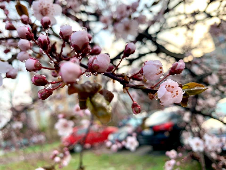 В Ужгороді вже зацвіла японська вишня — сакура (ФОТО)