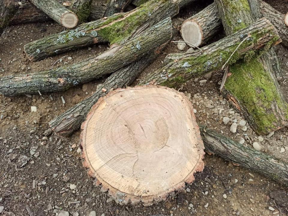 Спіймали на "гарячому": на Мукачівщині виявили чоловіка, який незаконно вирубував дерева (ФОТО)