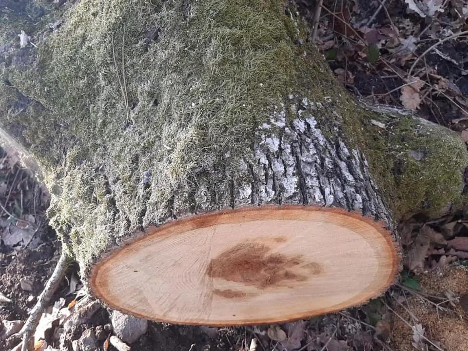 Спіймали на "гарячому": в Мукачеві виявили чоловіка, який незаконно вирубував дерева (ФОТО)