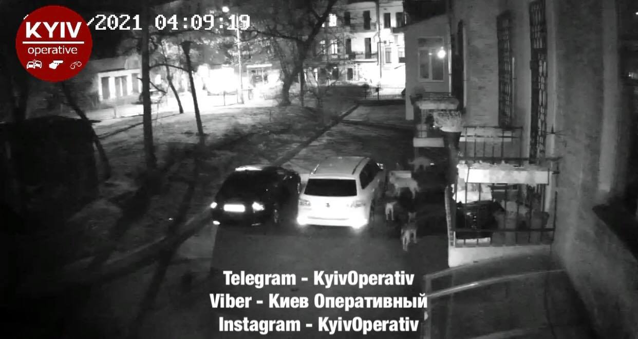 У Києві зграя собак погризли припарковане авто (ВІДЕО)