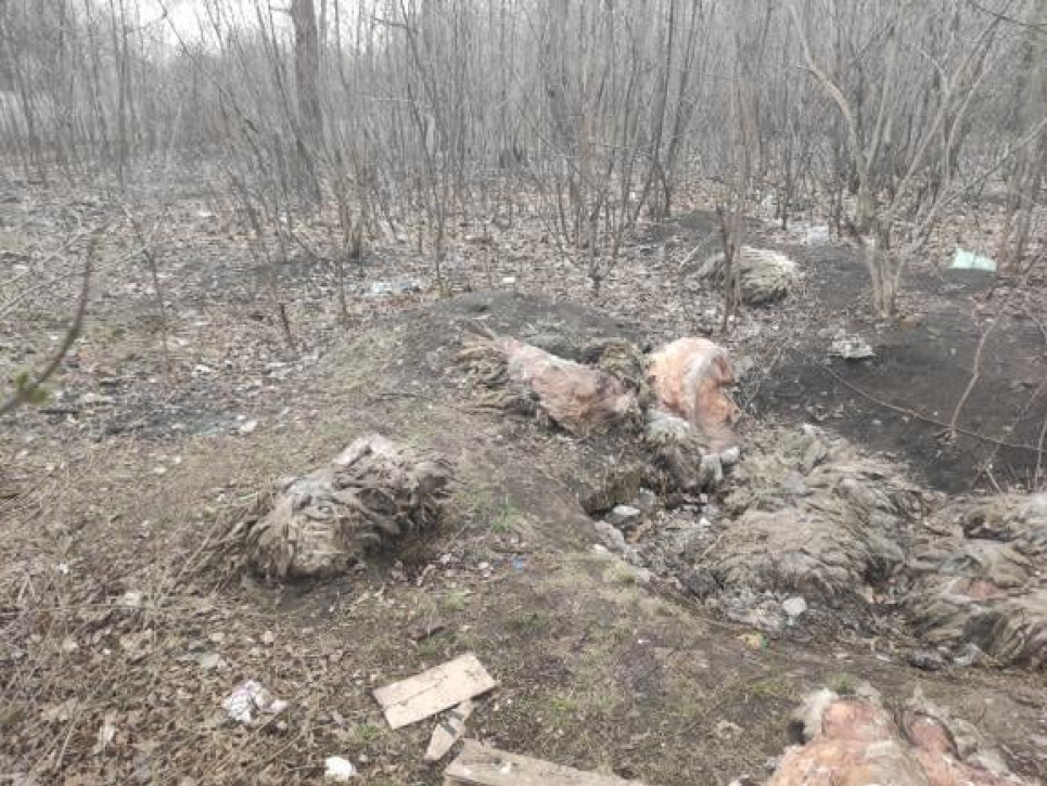 Моторошна знахідка: у Харкові виявили рештки сотень мертвих тварин (ФОТО 18+)