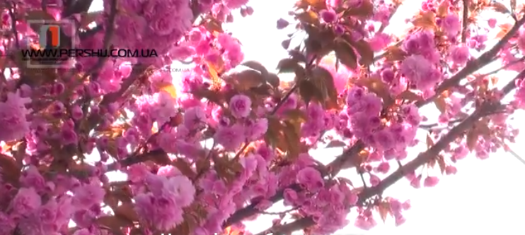 Мукачево - місто сакур: Закарпаття незабаром охопить рожева «лихоманка» (ВІДЕО)