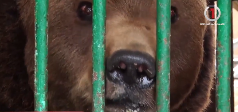 У реабілітаційному центрі бурих ведмедів з'явився новий житель (ВІДЕО)