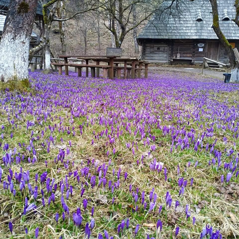 На Закарпатті квітне Долина шафранів у Колочаві (ФОТО)