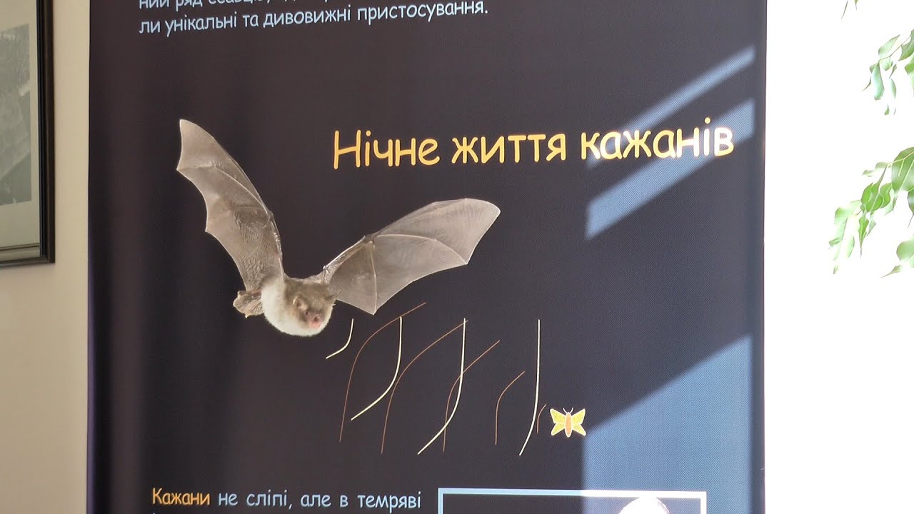 В Ужгороді триває виставка кажанів (ВІДЕО)