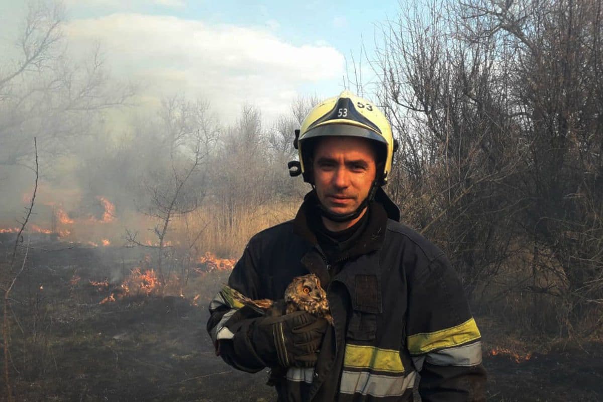 Наслідки випалювання сухостою: рятувальники помітили в палаючих чагарниках маленьке совеня (ФОТО)