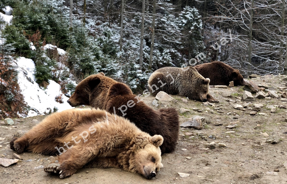 У Реабілітаційному центрі для бурих ведмедів на Закарпатті клишоногі почали прокидатися від зимового сну (ФОТО, ВІДЕО)