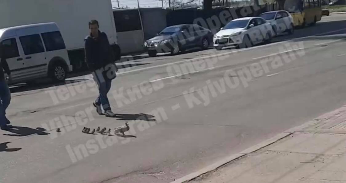 У Києві качка з каченятами переходила дорогу на пішохідному переході (ВІДЕО)