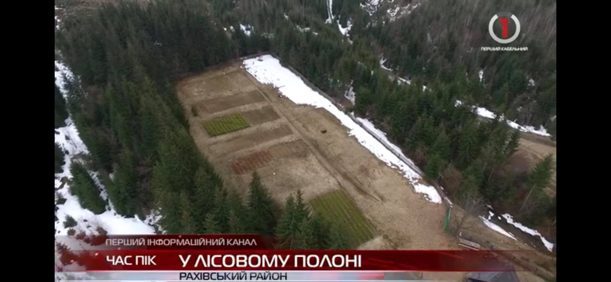 Лісові культури заполонили розсадник на Рахівщині (ВІДЕО)