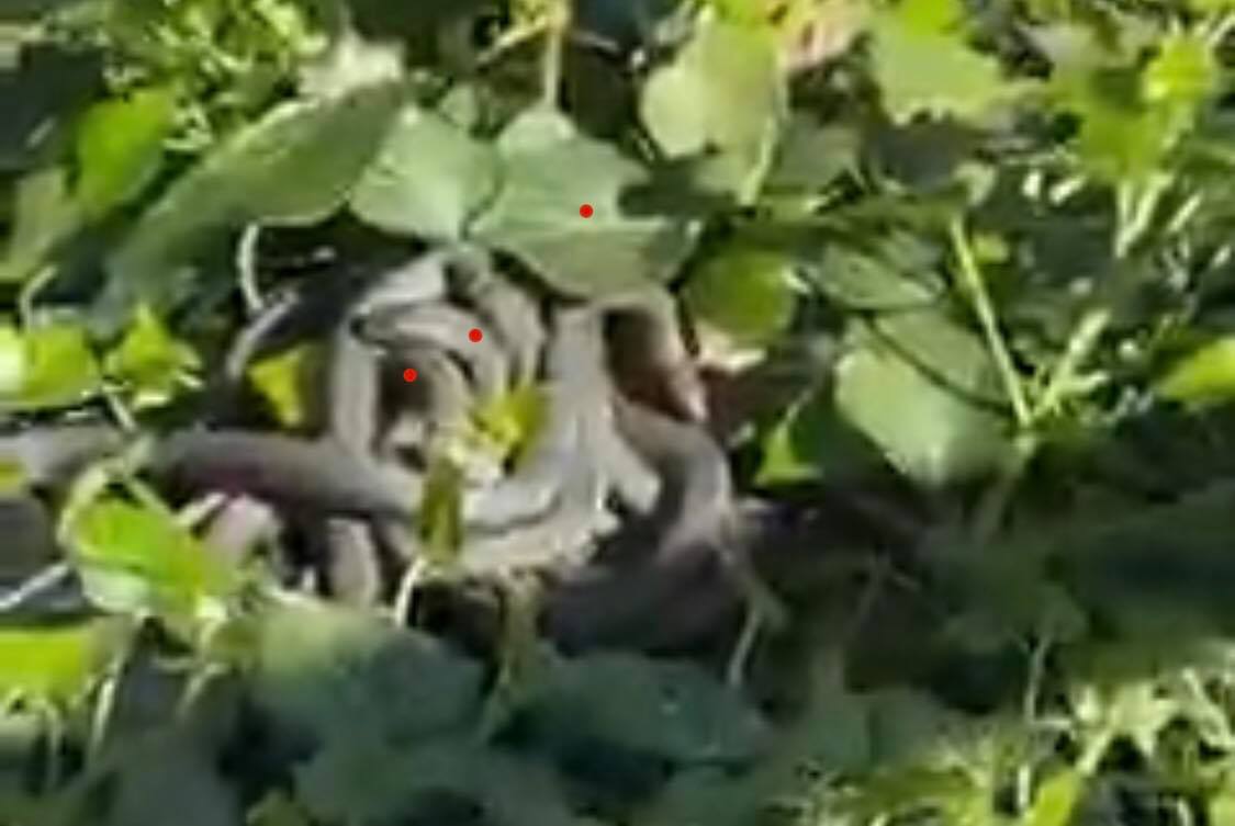 Десяток змій помітили на набережній в Ужгороді (ВІДЕО)