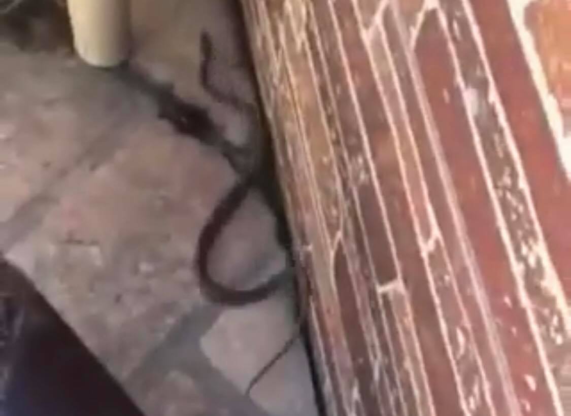 Виповзла погрітися: мукачівка зустріла на своєму подвір'ї змію (ВІДЕО)