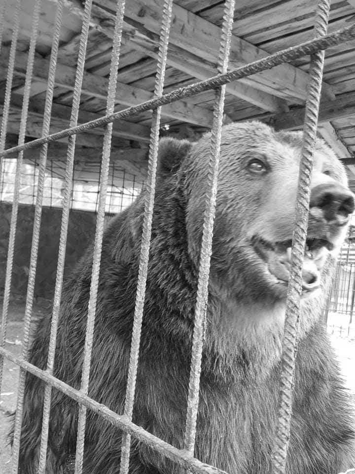 У Синевирі помер ведмідь, якого рятували з неволі усім Закарпаттям (ФОТО)
