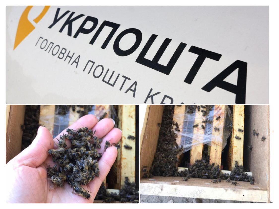 "Нам дуже шкода, що так сталося": ексклюзивний коментар Укрпошти, щодо 8 мільйонів бджіл, які загинули при перевезенні на Закарпатті