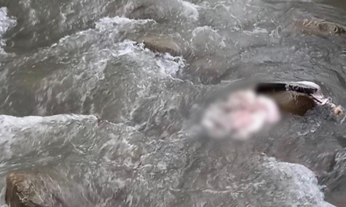Моторошна знахідка: на Рахівщині в річці виявили нутрощі (ФОТО 18+)